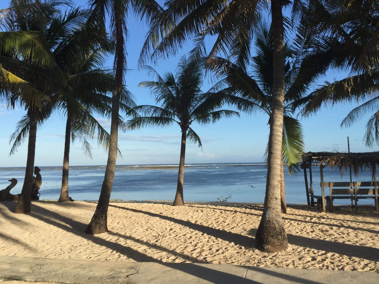 pohon kelapa di pantai