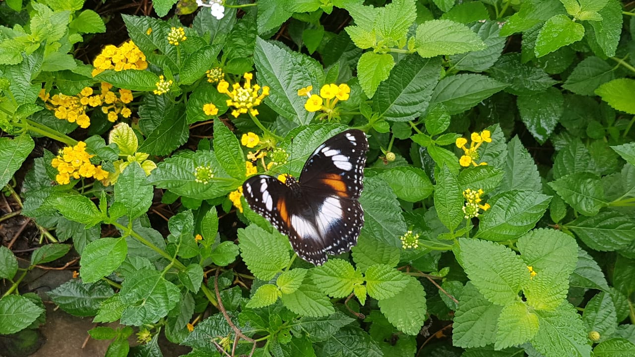  Kupu  kupu  dan Bunga  Masih Gampang Ditemukan di Jakarta 