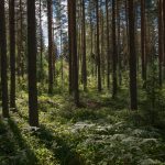 hasil hutan kayu