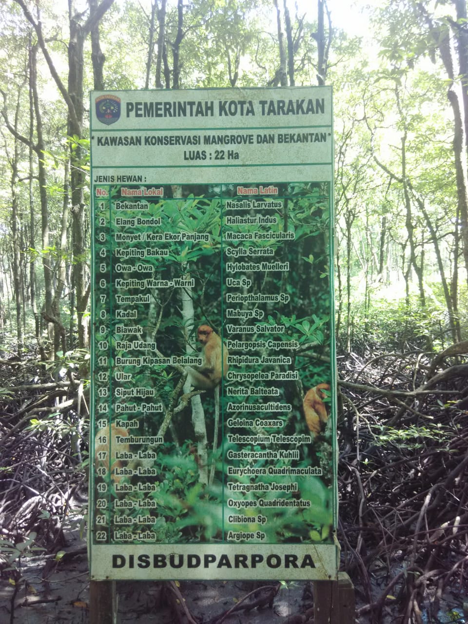 Hutan Mangrove Tarakan