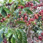 Kopi