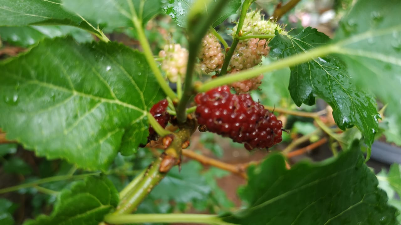 Buah Murbei Miliki Warna Merah Keunguan  Berita Daerah