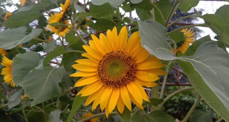 Matahari gambar bunga Bunga Matahari