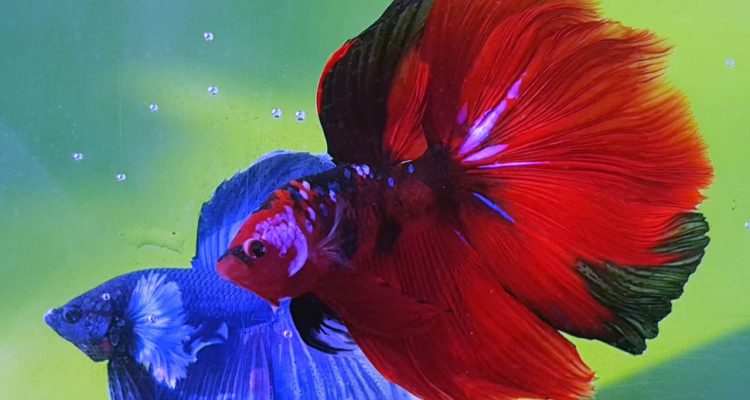 770 Koleksi Ikan Hias Air Tawar Balikpapan Gratis Terbaik