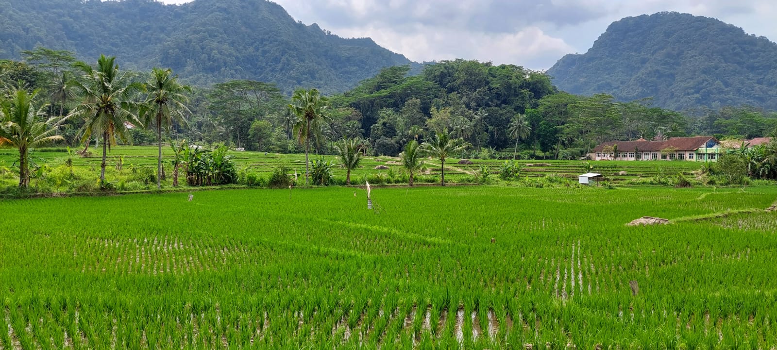 Panen Padi