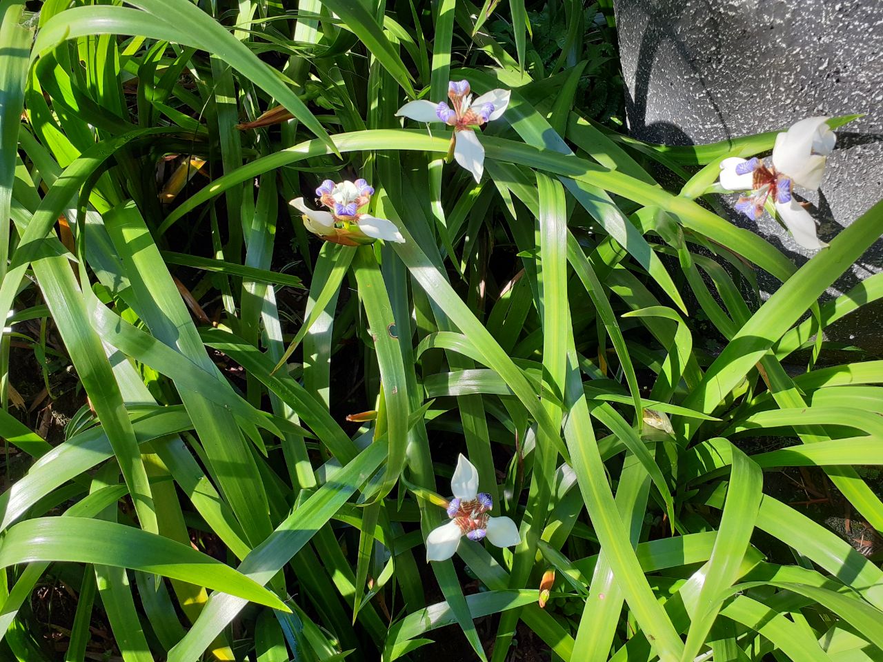 bunga iris putih yang cantik memikat hati - berita daerah