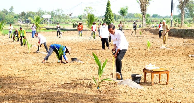 Presiden Jokowi Lakukan Penanaman Kelapa Genjah Bersama Ratusan Petani