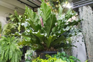 Gelombang Cinta (Anthurium Plowmanii)