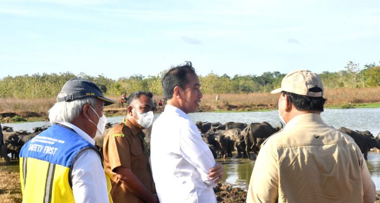 Presiden Bertemu Peternak Kerbau di Desa Werwaru, Pulau Moa