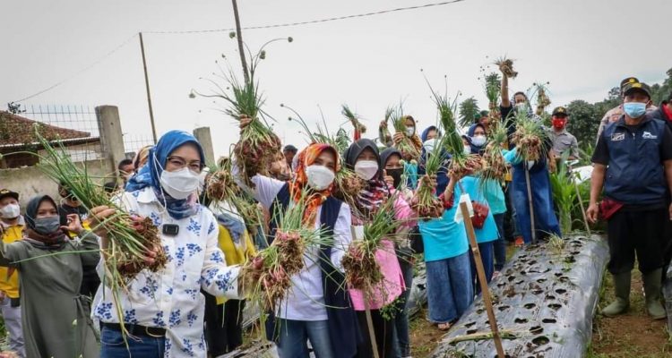 Panen Raya Bang Merah di Purwakarta