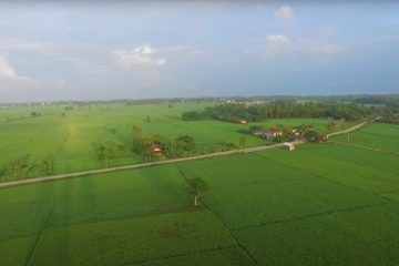 Pemerintah Dorong Pengembangan Lumbung Pangan di Indonesia
