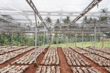 kelapa