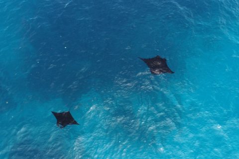 Raja Ampat