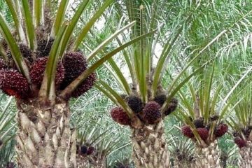 Pemerintah Lanjutkan Kebijakan Pungutan Ekspor US$0/MT
