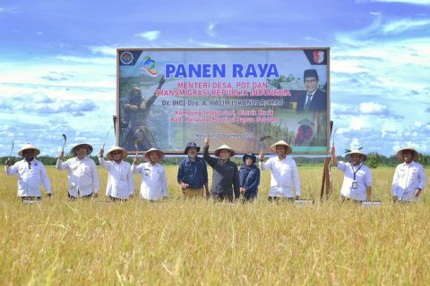 Panen Raya Varietas Padi Atasi Problem Stunting