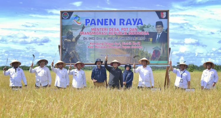 Panen Raya Varietas Padi Atasi Problem Stunting