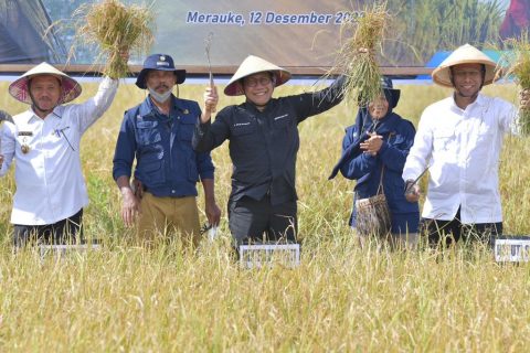Hasil Panen Mearuke Cukupi Kebutuhan Masyarakat