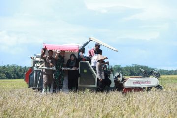 Panen Melimpah di Padeglang Harga Gabah Menguntungkan Petani