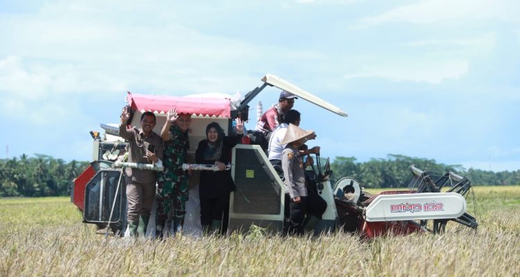 Panen Melimpah di Padeglang Harga Gabah Menguntungkan Petani