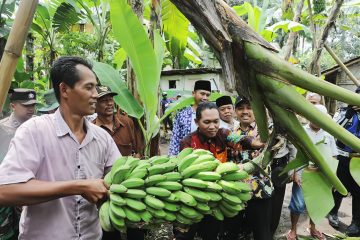 Keuntungan Petani Pisang Pakak Kresek Setiap Minggu 2,5 Juta