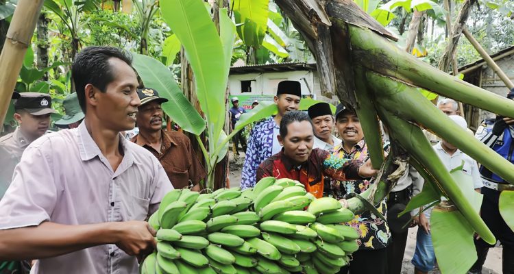 Keuntungan Petani Pisang Pakak Kresek Setiap Minggu 2,5 Juta