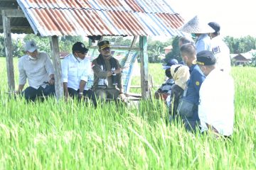 Ketersediaan Beras Aman Pada Panen Raya di Banten