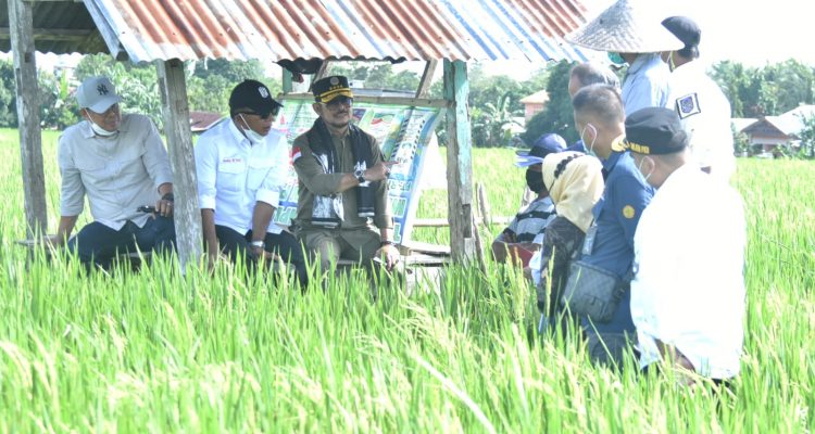 Ketersediaan Beras Aman Pada Panen Raya di Banten