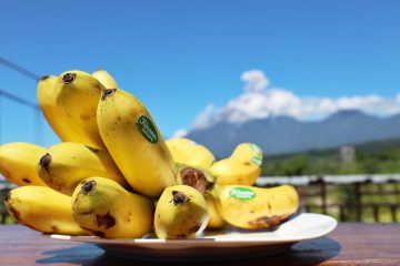 Bersertifikat Internasional Pisang Mas dari Lumajang