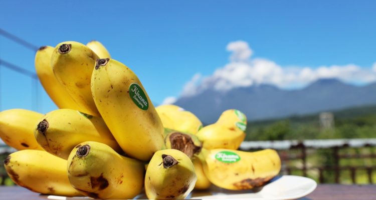 Bersertifikat Internasional Pisang Mas dari Lumajang