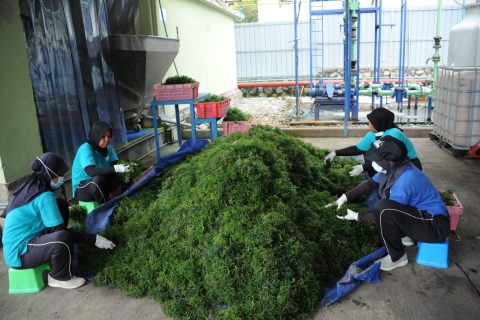 Saat ini, Unit Pengolahan Rumput Laut (UPRL) tersebut telah mempekerjakan sekitar 66 orang mulai dari budidaya, pengolahan hingga distribusi. Selain itu, UPRL ini mampu menyerap bahan baku sekitar 400 ton rumput laut per bulan yang diambil dari daerah Buleleng, Klungkung, Denpasar, Banyuwangi, Situbondo, Sumenep, Lombok Timur, dan Sumbawa.