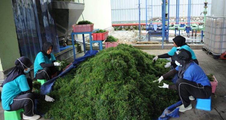 Saat ini, Unit Pengolahan Rumput Laut (UPRL) tersebut telah mempekerjakan sekitar 66 orang mulai dari budidaya, pengolahan hingga distribusi. Selain itu, UPRL ini mampu menyerap bahan baku sekitar 400 ton rumput laut per bulan yang diambil dari daerah Buleleng, Klungkung, Denpasar, Banyuwangi, Situbondo, Sumenep, Lombok Timur, dan Sumbawa.