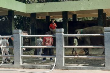 Dua Gajah Baru di Semarang Zoo