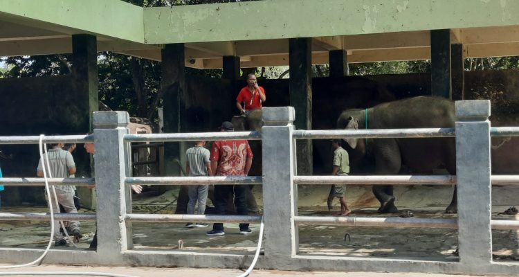 Dua Gajah Baru di Semarang Zoo