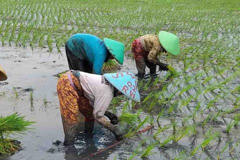 petani