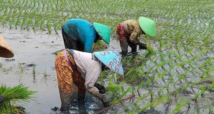 petani
