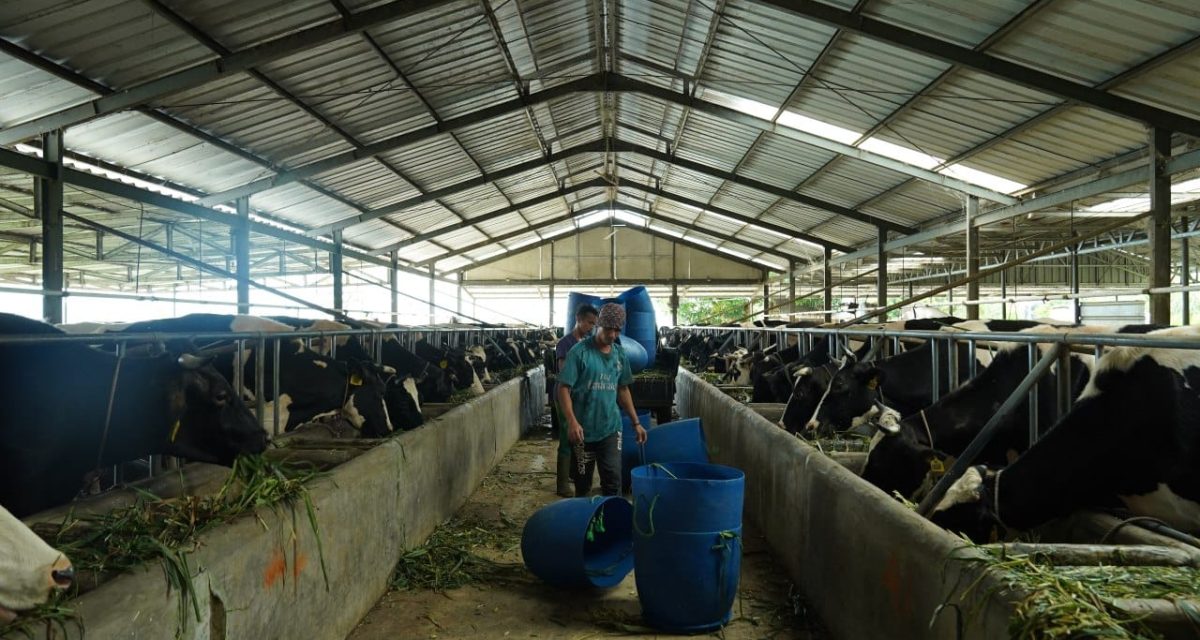 Farming Sapi Peternakan Sapi Sappy Valley Farm di Desa Gunung Picung, Kabupaten ...