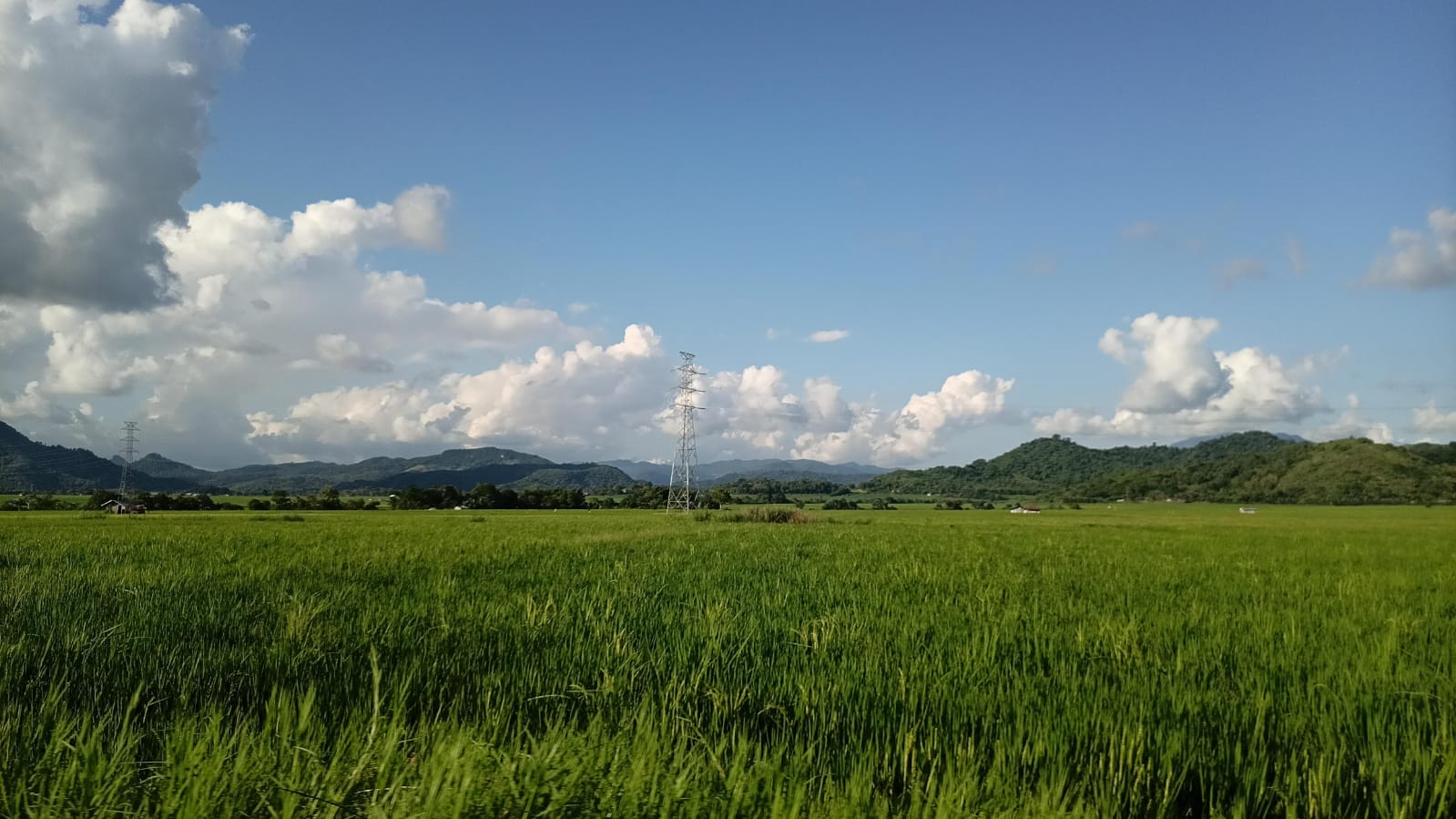 Swasembada, Ketahanan, Kedaulatan Pangan dari Kacamata Petani