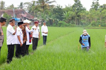 Beras Organik Pertanian Banyuwangi