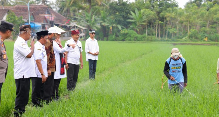 Beras Organik Pertanian Banyuwangi