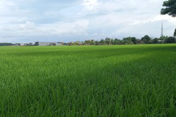 Produksi Padi