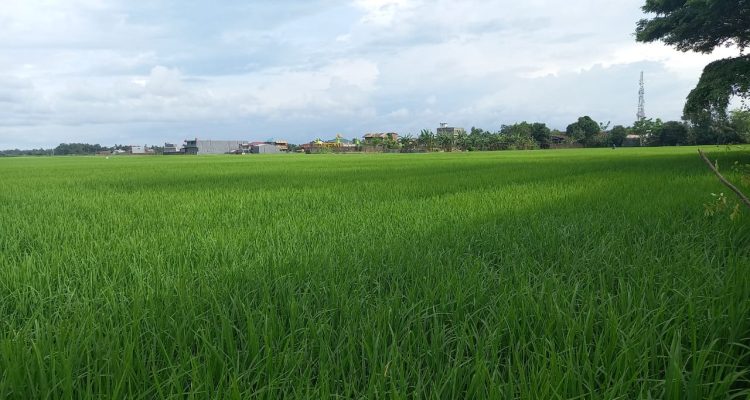 Produksi Padi