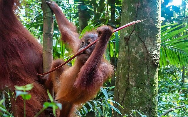 Bukit Lawang