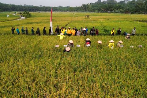 Acara Panen Raya Labuhan Batu Utara Sumatera Utara