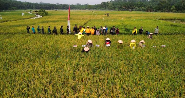 Acara Panen Raya Labuhan Batu Utara Sumatera Utara