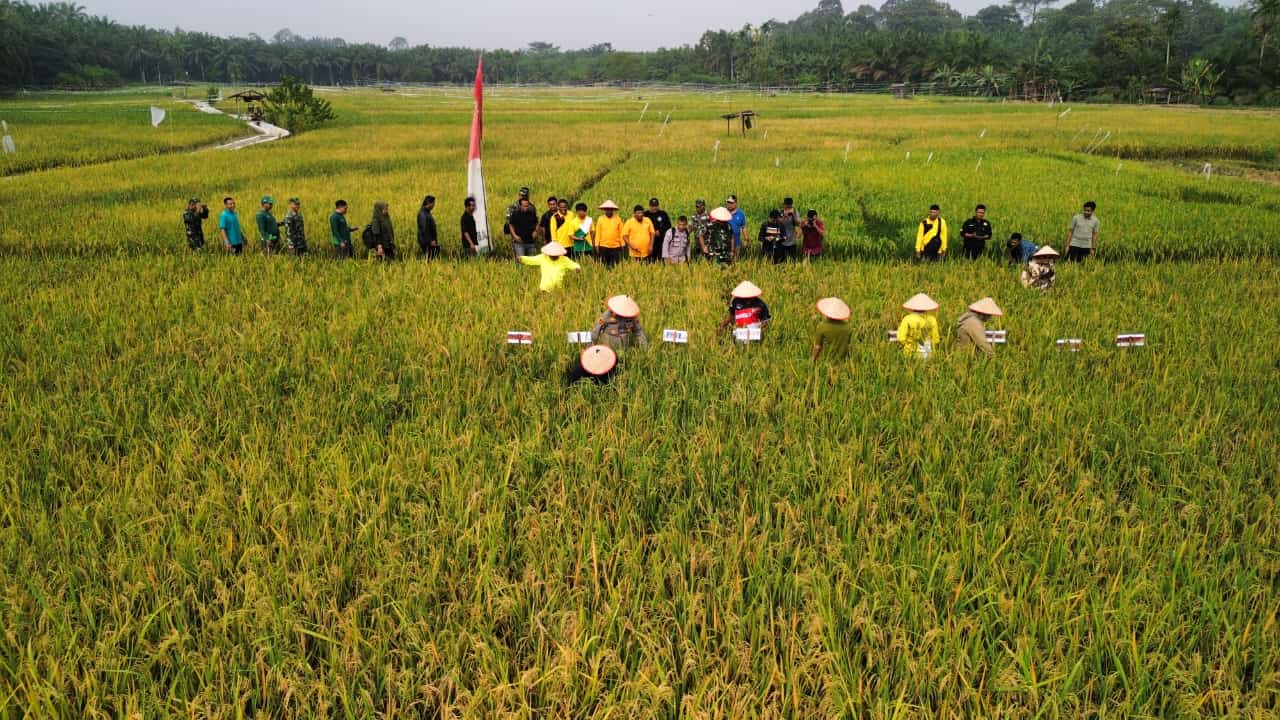 Musim Panen di Kampung Karsa