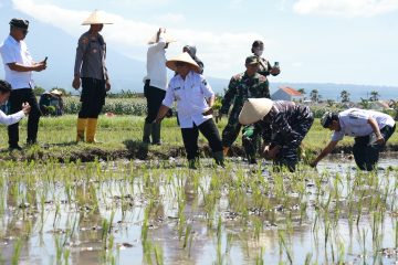 Di Banyuwangi, penanaman dilakukan di lahan seluas 2,5 hektare milik Kelompok Tani Sumbersari, yang berada di Lingkungan Wonosari, Kelurahan Sobo, Kecamatan Banyuwangi. Jenis padi yang ditanam adalah varietas Siliwangi. Kegiatan ini turut dihadiri jajaran Forum Pimpinan Daerah (Forpimda) serta Pimpinan Cabang Bulog Banyuwangi.