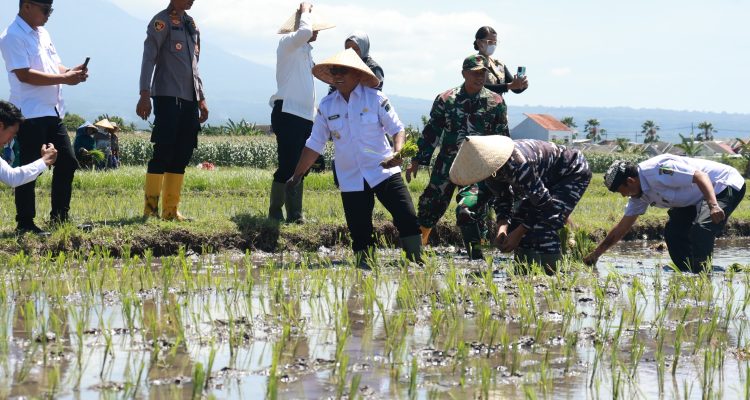 Di Banyuwangi, penanaman dilakukan di lahan seluas 2,5 hektare milik Kelompok Tani Sumbersari, yang berada di Lingkungan Wonosari, Kelurahan Sobo, Kecamatan Banyuwangi. Jenis padi yang ditanam adalah varietas Siliwangi. Kegiatan ini turut dihadiri jajaran Forum Pimpinan Daerah (Forpimda) serta Pimpinan Cabang Bulog Banyuwangi.