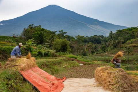 Menteri Pekerjaan Umum, Dody Hanggodo, menunjukkan komitmennya mendukung ketahanan pangan nasional lewat teknologi keren bernama IPHA (Irigasi Padi Hemat Air). Ia hadir langsung di acara Panen Demplot dan Pameran Hasil Panen IPHA di Daerah Irigasi Rentang, Jawa Barat