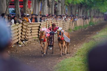 Karapan Sapi Wali Kota Cup 2025 Meriahkan 100 Hari Kerja Wali Kota Probolinggo
