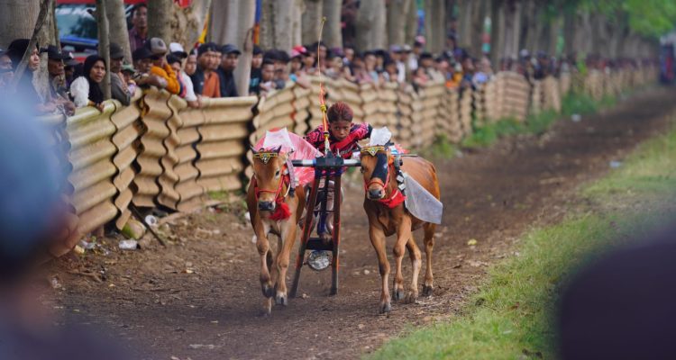 Karapan Sapi Wali Kota Cup 2025 Meriahkan 100 Hari Kerja Wali Kota Probolinggo